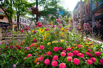 Vibrant Urban Flowerbed Bursting With Colorful Blooms