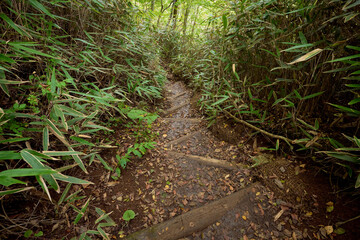石割山の登山道