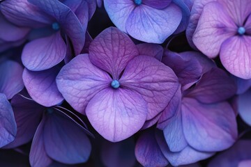 A vibrant purple hydrangea bush with multiple clusters of flowers, each with a deep purple hue and delicate petals.