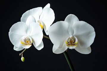 A white orchid with a yellow center and a green bud on a black background.