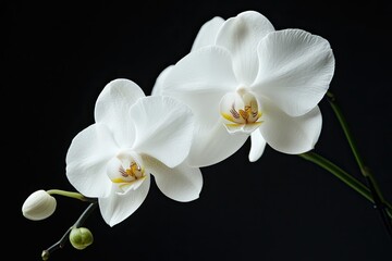 A white orchid with delicate petals and a yellow center, set against a dark background.