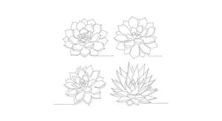 Fototapeta premium Elegant succulent plant outlines creating a simple yet sophisticated botanical art piece
