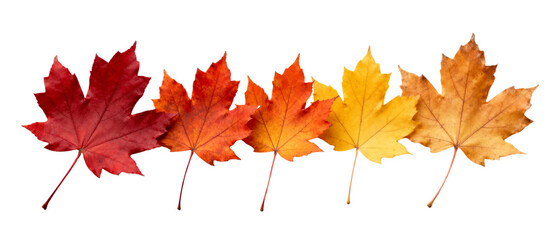 Row of Colorful Autumn Maple Leaves Isolated on Transparent