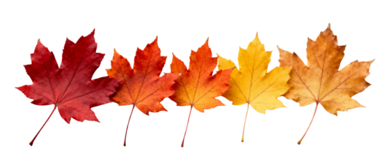 Row of Colorful Autumn Maple Leaves Isolated on Transparent