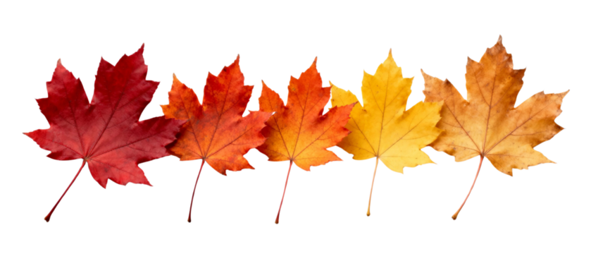 Row of Colorful Autumn Maple Leaves Isolated on Transparent