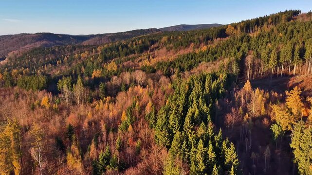 serene autumn landscape with varied trees, elegant aerial view of colorful forest and rolling