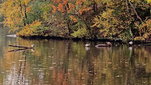 serene water scene, tranquil pond with reflections, peaceful body of water with wildlife