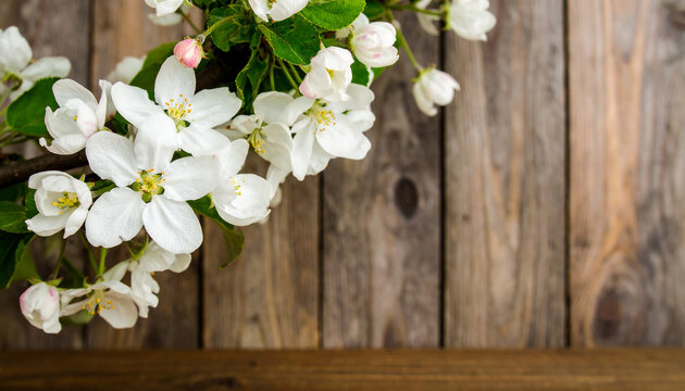 Apple tree with white flowers on wooden background, spring blossom