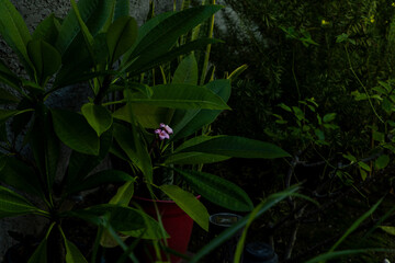 Plumeria in Bloom Among Foliage