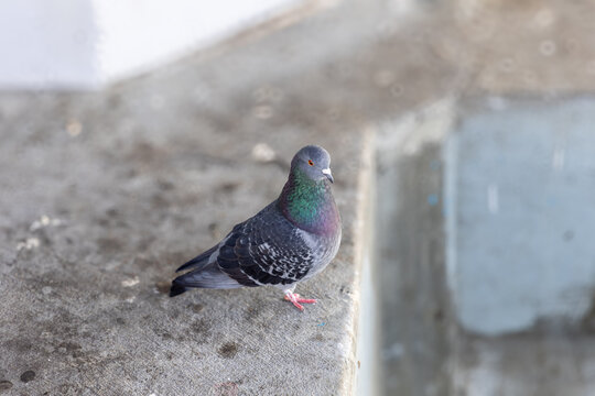 Pigeon Standing  on Ledge at the Pier