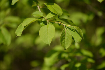 Small round red or yellow fruits of Malus baccata ripening in early autumn on tall deciduous branches. Photographed in Korea.