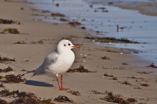 seagull on the beach seagull on the beach - Powered by Adobe