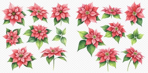 Watercolor illustrations of vibrant red poinsettia flowers with green leaves, perfect for Christmas and holiday designs.