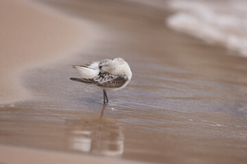 Sanderling preening on Lake Michigan beach