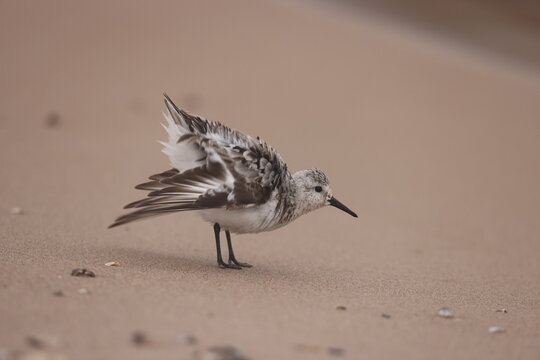 sanderling fluffing up