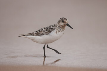 Sanderling walking on Lake Michigan beach.