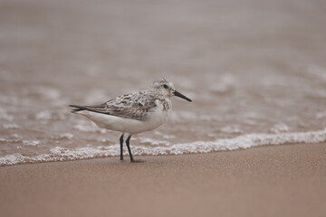 Sanderling on Lake Michigan beach