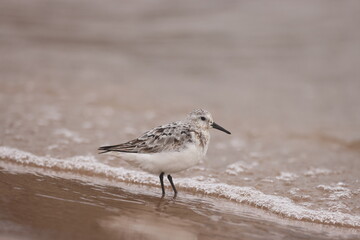 Sanderling on lake Michigan beach