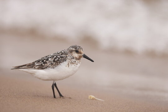 sanderling on the beach