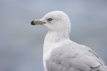 Ring billed gull 