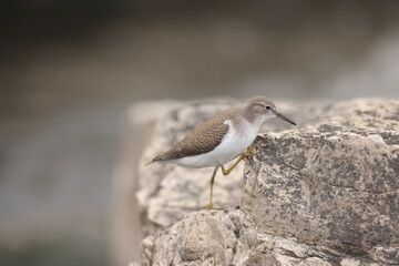 Spotted sandpiper getting up on rock