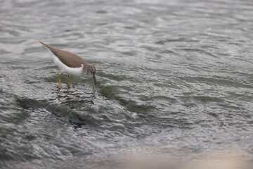 Spotted sandpiper looking for food along lake