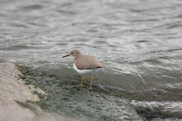 spotted sandpiper in the water on algae covered rock