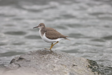Spotted sandpiper on a rock.