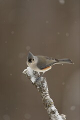 Titmouse on snowy birch branch