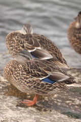 Mallard ducks resting along Lake Michigan