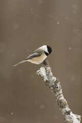Obraz premium chickadee on birch in the snow