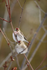 Redpolls on branch