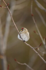 Redpoll fluffed up on branch.