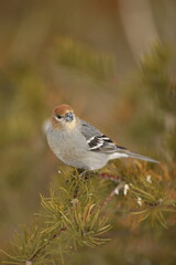 Female pine grosbeak on balsam fir