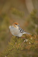 Female pine grosbeak on fir tree