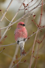 Male pine grosbeak on a branch along Gunflint Trail. 