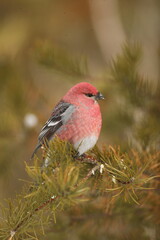 Male pine grosbeak on balsam fir