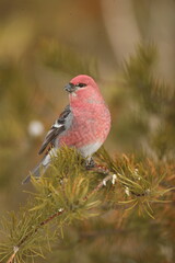 Male pine grosbeak on fir tree