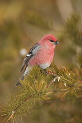 Male pine grosbeak on balsam fir in winter