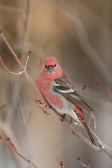 Male pine grosbeak on branch