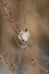 Redpoll fluffed up in the cold