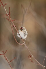 Redpoll fluffed up in the cold