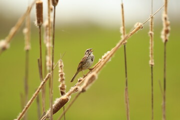 swamp sparrow calling from cattails