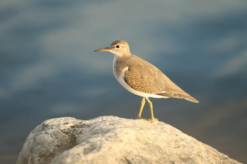 Spotted sandpiper on rock