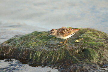 Least sandpiper on algae covered rock 
