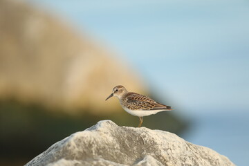 Least sandpiper on rock
