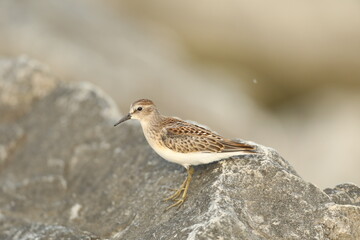 Least sandpiper on rock