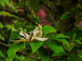 White Magnolia Flower Wide Open