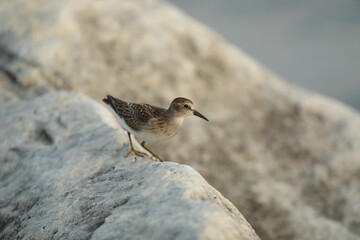 Least sandpiper on a rock along Lake Michigan