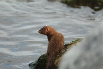 Mink on lakeshore rock